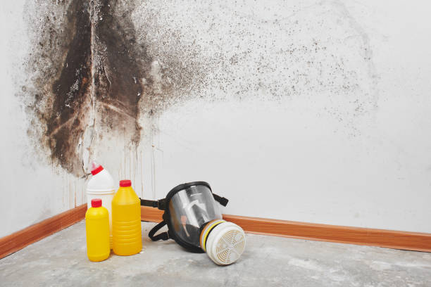 Best Residential Mold Removal  in Wellton, AZ