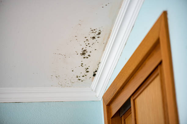 Best Mold Cleaning Services  in Wellton, AZ