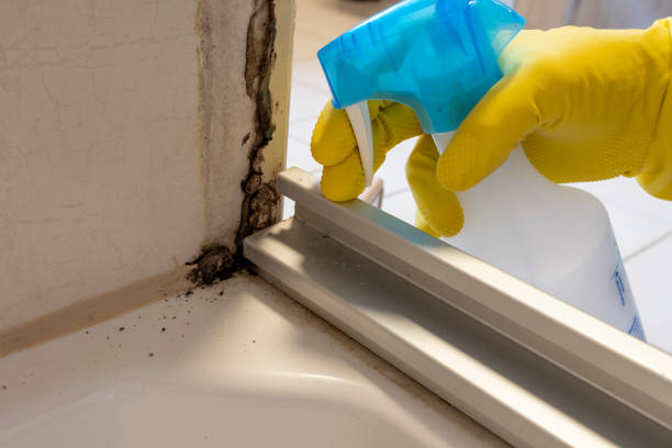 Best Attic Mold Removal  in Wellton, AZ