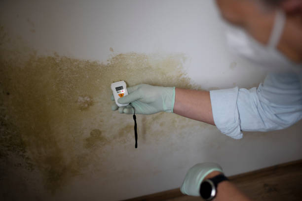 Best Office Mold Removal Services  in Wellton, AZ