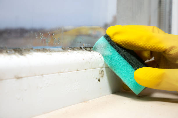 Best Attic Mold Removal  in Wellton, AZ