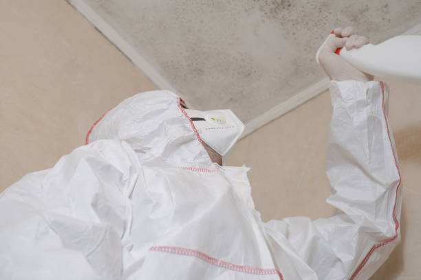 Best Toxic Mold Removal  in Wellton, AZ