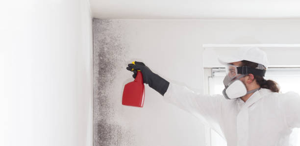 Best Toxic Mold Removal  in Wellton, AZ