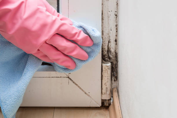 Professional Mold Removal in Wellton, AZ